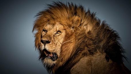 Majestic King of the Jungle wallpaper