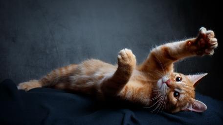 Whimsical Orange Cat Stretching on Black Fabric wallpaper