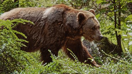 Majestic Bear in Tranquil Forest Setting wallpaper