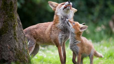 Loving Moments Between a Fox and Its Cub wallpaper