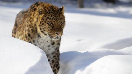 Majestic Leopard in Snowy Wilderness wallpaper