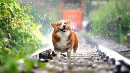 Joyful Corgi on Rainy Train Tracks wallpaper