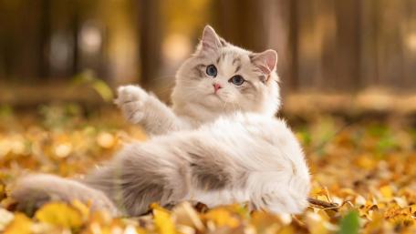 Autumn Whiskers in a Colorful Landscape wallpaper