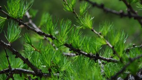 Lush Green Pines in Nature's Embrace wallpaper