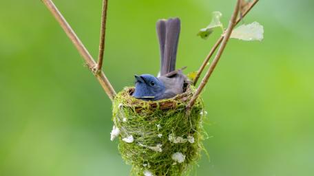 Serenity in Flight: Bluebird Nesting Gracefully wallpaper