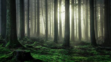 Mysterious Forest Embraced by Light wallpaper