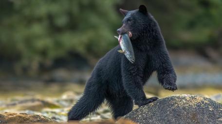 Wild Black Bear on Riverbank with Fish Catch wallpaper