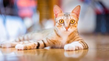 Elegant Cat in Focus Looking Cute and Curious wallpaper