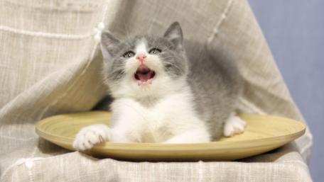 Adorable Kitten Having Fun in a Bowl wallpaper