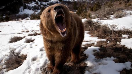 Majestic Grizzly Bear Roaring in the Wilderness wallpaper