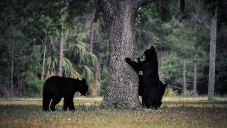 Majestic Bears in their Natural Habitat wallpaper