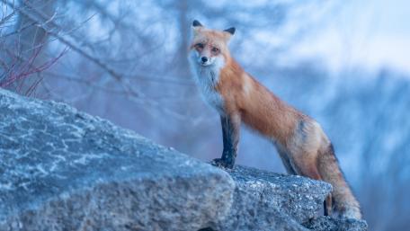 Elegant Fox Gazing at Twilight wallpaper