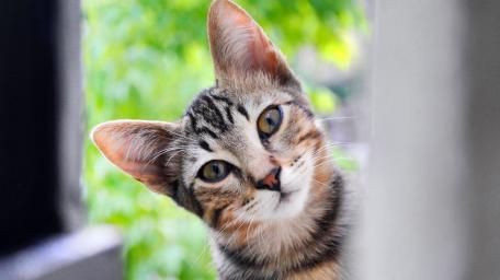 Curious Cat Peeking Through a Window wallpaper