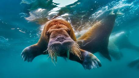 Majestic Walrus Underwater Encounter wallpaper