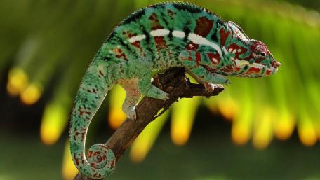 Vibrant Chameleon on a Branch Amidst Lush Foliage wallpaper