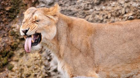 Majestic Lioness Displaying Power and Grace wallpaper
