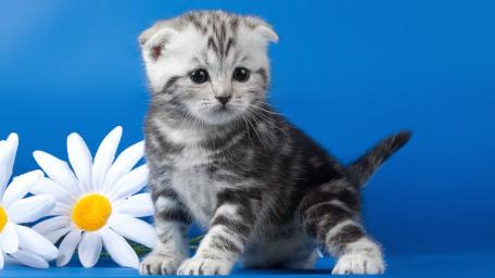 Adorable Kitten with Playful Eyes on Blue Background wallpaper