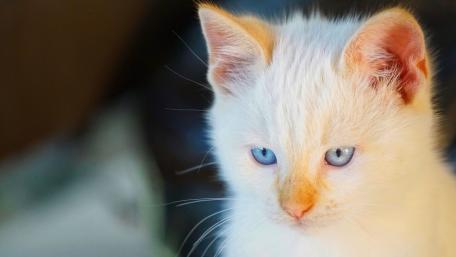 Cute White Kitten with Striking Blue Eyes wallpaper