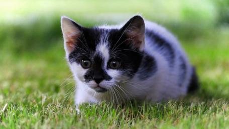 Curious Kitten Exploring the Outdoors wallpaper