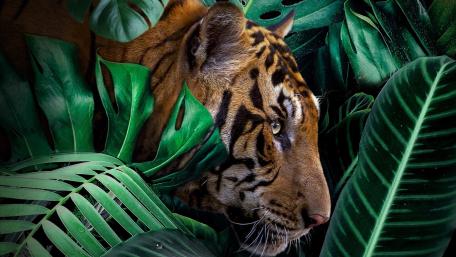 Majestic Tiger Among Lush Foliage wallpaper