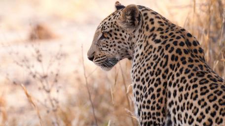 Majestic Leopard in Serenity of Nature wallpaper