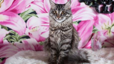 Charming Tabby Cat in Vibrant Floral Setting wallpaper
