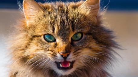 Majestic Feline Portrait Captured in Nature's Light wallpaper