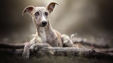 Charming Greyhound in a Serene Setting wallpaper