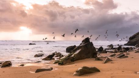 Serene Beach at Sunset with Flying Birds wallpaper
