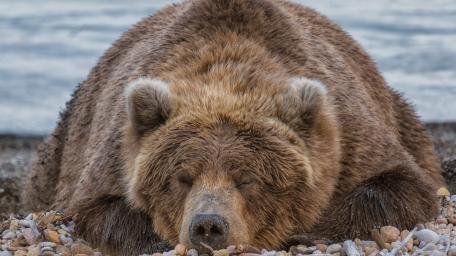Gentle Giant Napping on Pebbles wallpaper