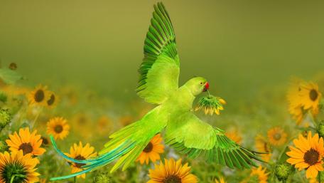 Vibrant Green Parrot Amidst Sunflowers In Bloom wallpaper