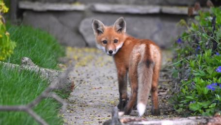 Curious Red Fox in the garden wallpaper