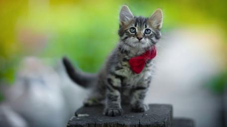 Adorable Kitten with Bowtie Wallpaper wallpaper