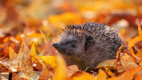 Hedgehog Among Autumn Leaves wallpaper