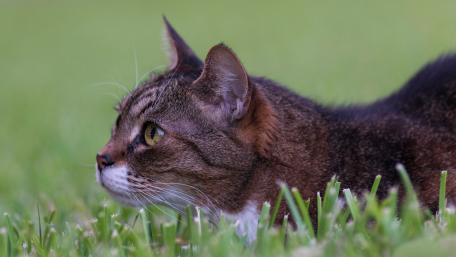 Focused Feline in Nature's Embrace wallpaper