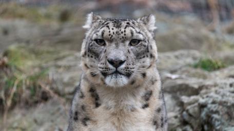 Majestic Snow Leopard Portrait wallpaper
