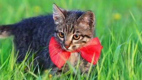 Kitten in Red Bowtie Adventure wallpaper