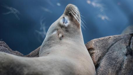Serene Sea Lion Resting by the Ocean wallpaper