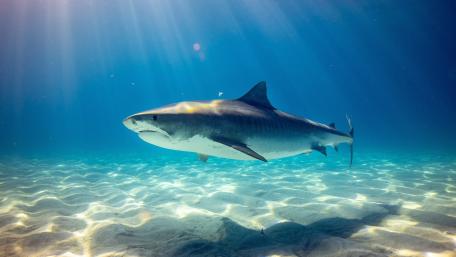 Shark Serenity Beneath the Waves wallpaper