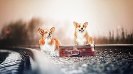 Corgis Waiting for Adventure on the Tracks wallpaper