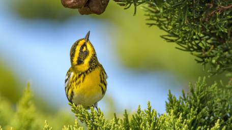 Vibrant Warbler in Nature's Embrace wallpaper