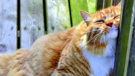 Ginger Cat in a Cozy Moment wallpaper