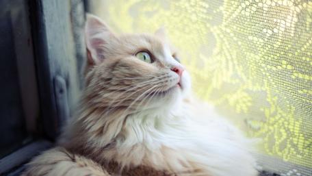 Quiet Contemplation of a Cat by the Window wallpaper