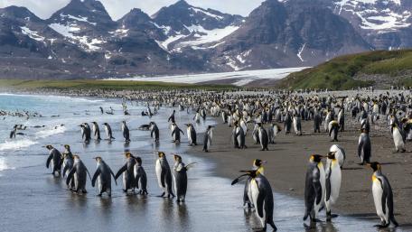 Majestic Penguin Colony on a Scenic Shoreline wallpaper