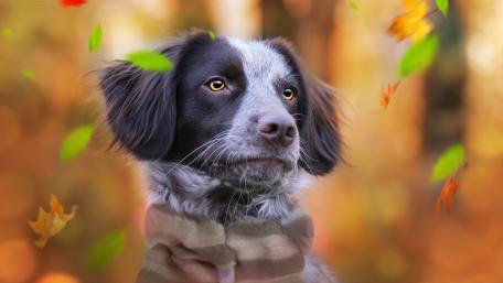 Charming Spaniel in Autumn's Embrace wallpaper