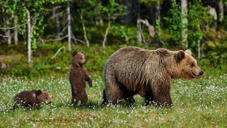 Majestic Bears and Their Cubs in Nature's Embrace wallpaper