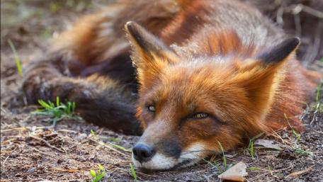Majestic Fox Relaxing in Nature wallpaper