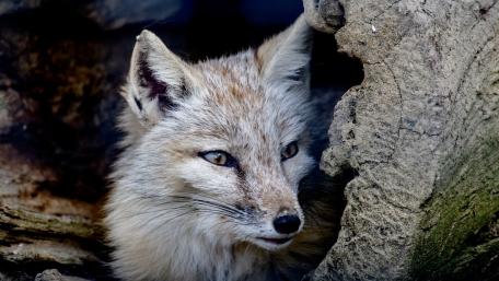 Captivating Gaze of a Hidden Fox wallpaper