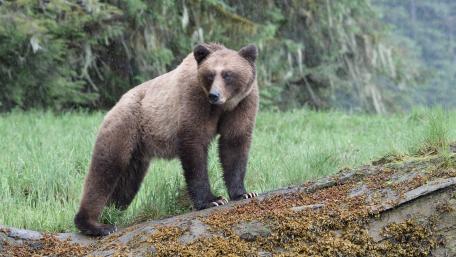 Majestic Bear in a Serene Natural Setting wallpaper