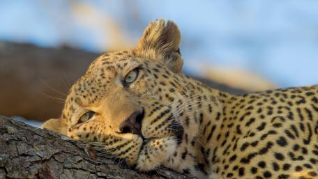 Majestic Leopard Relaxing in Nature wallpaper